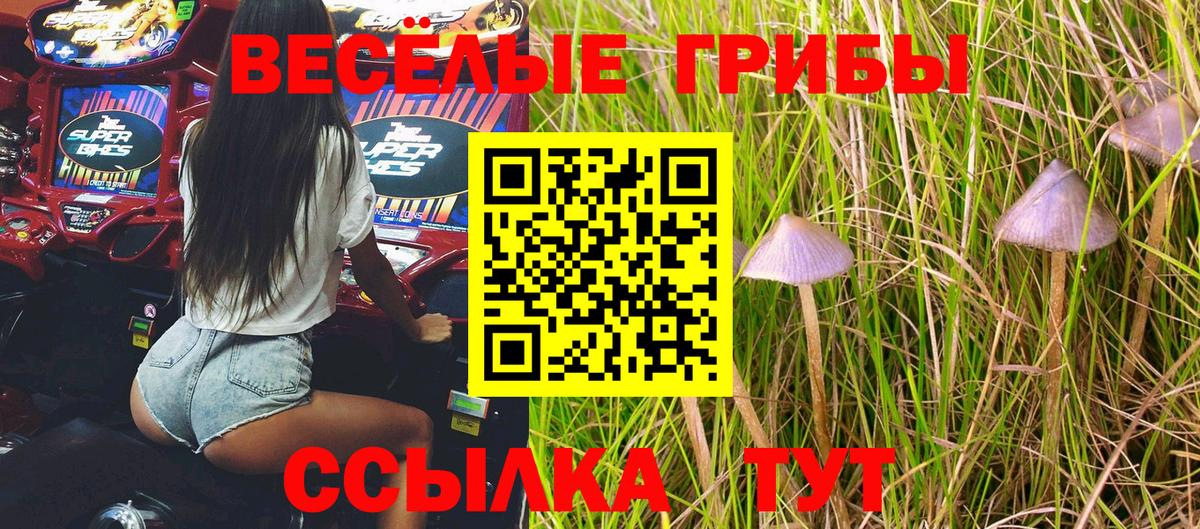 Галлюциногенные грибы Psilocybe Канаш